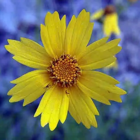 thumbnail for publication: Native Wildflowers—Coreopsis lanceolata L.